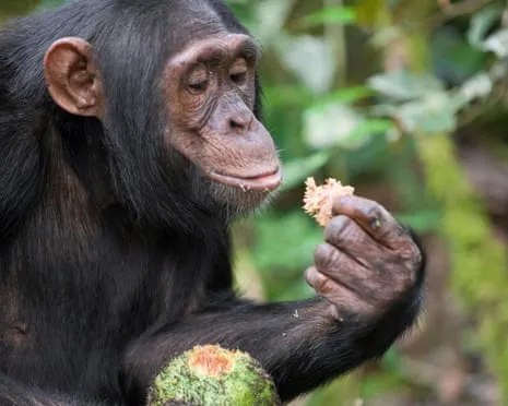 Chimpanzees Ingest Everyday Alcohol Comparable to a Pint from Ripe Fruit