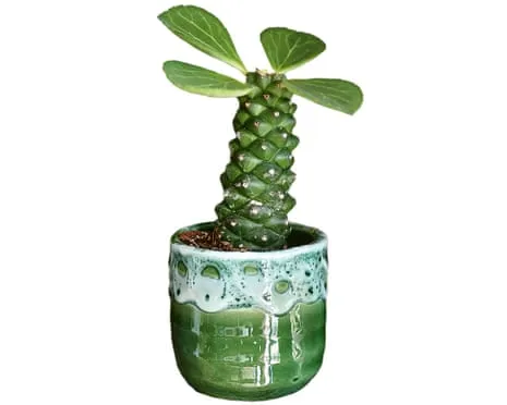 Will This Euphorbia Ever Grow Leaves Again?
